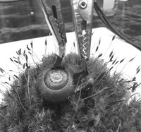 科学家在蜗牛身上植入两个电极，从而制造出&ldquo;蜗牛电池&rdquo;。
